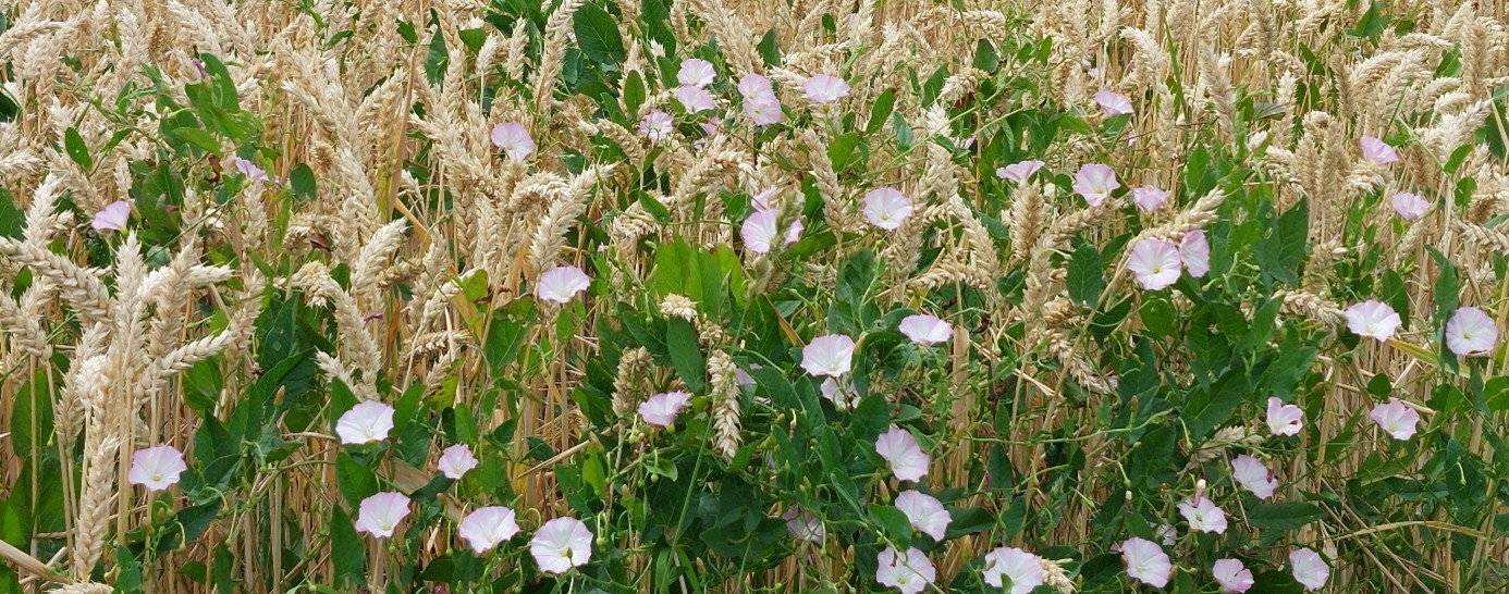 Weizenfeld mit schönem Unkraut