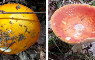 2 er Collage Pilzentdeckungen knallige Farben