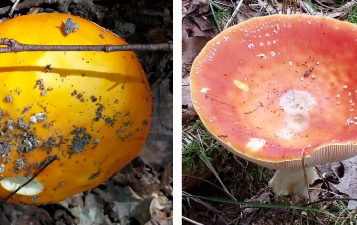 2 er Collage Pilzentdeckungen knallige Farben