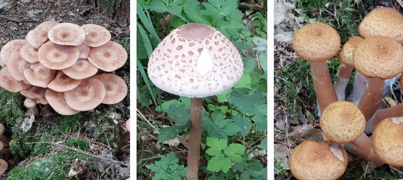 3 er Collage Pilze