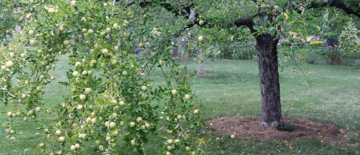 Apfelbaum mit grüne Äpfel schwer beladen und hängend