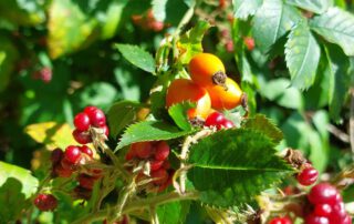 Brombeeren und Hagebutten