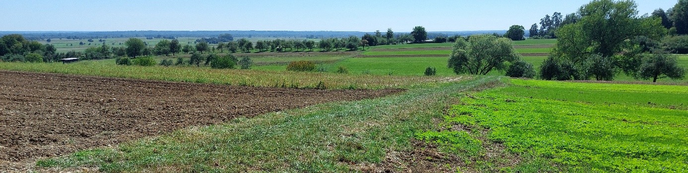 Feld leer und Feld bedüngt
