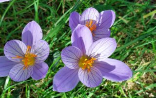 Herbstkrokusse - Safran