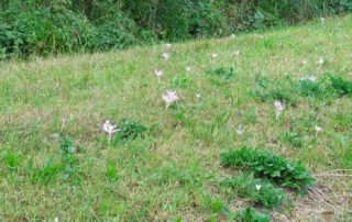 Herbstzeitlose im August - Wiese