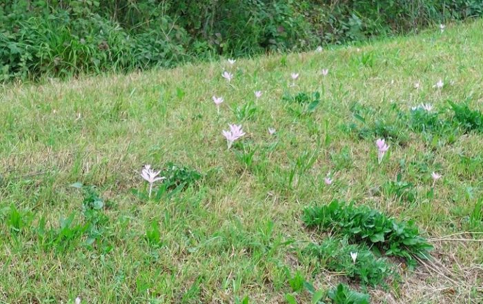 Herbstzeitlose im August - Wiese