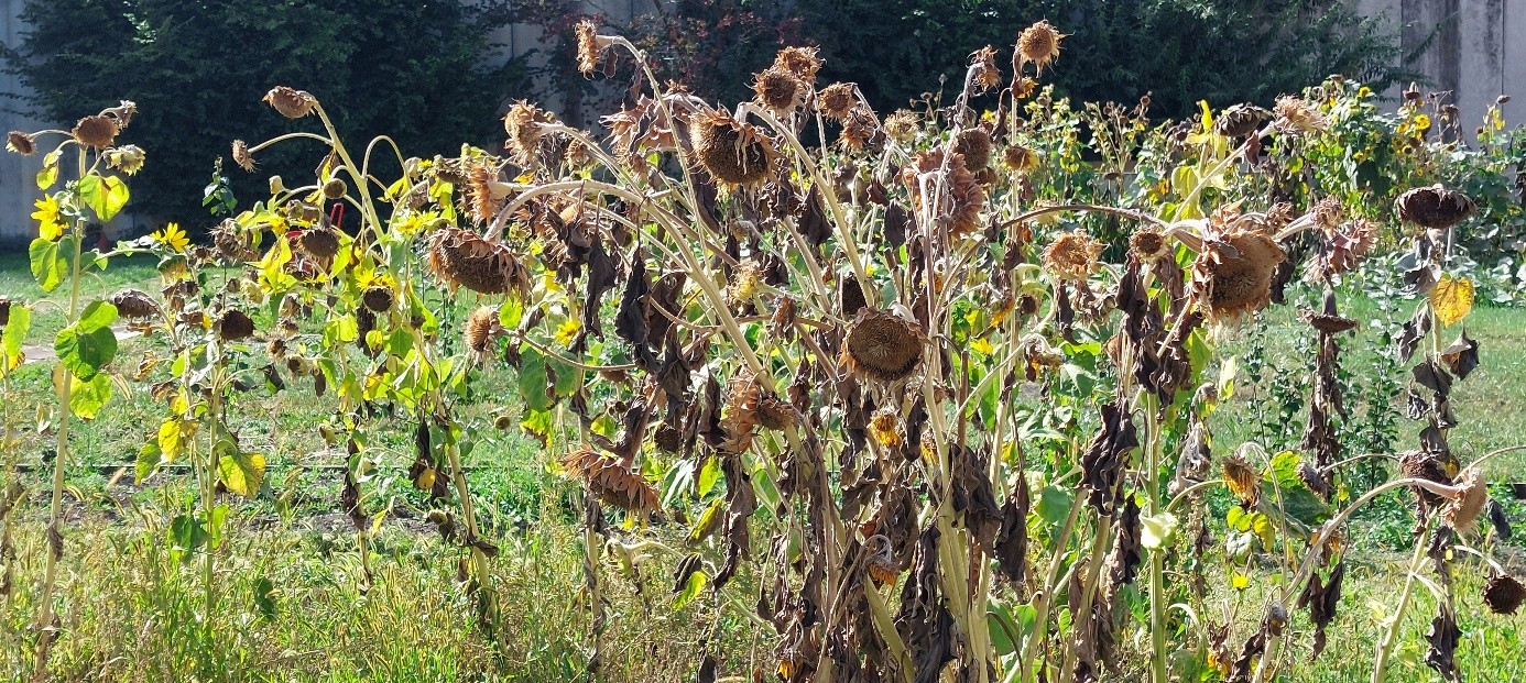 Sonnenblumen vertrocknet