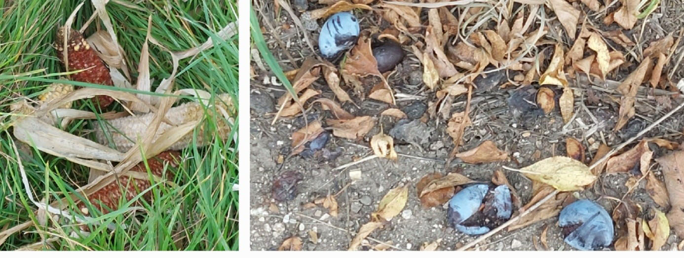 2 er Collage Reste von Mais und Zwetschgen auf dem Boden