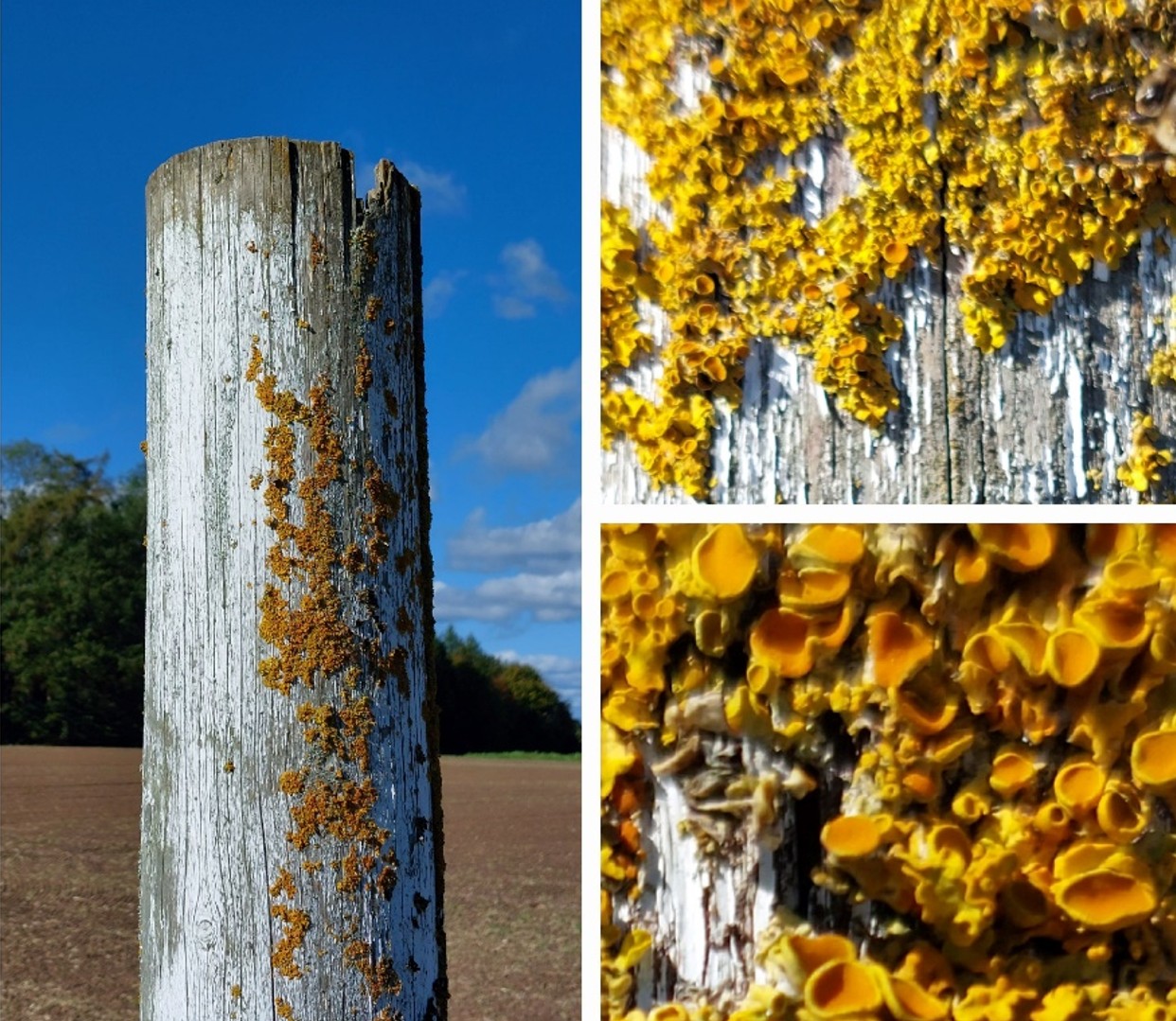 Baum Rinde Flechten