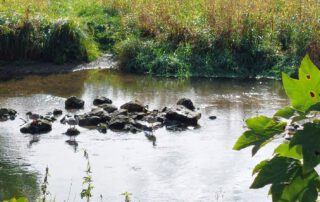 Brenz See mit Steine und versteckten Vögel