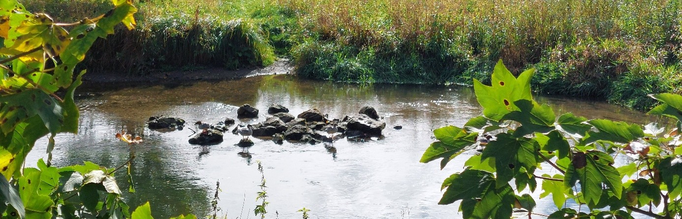 Brenz See mit Steine und versteckten Vögel