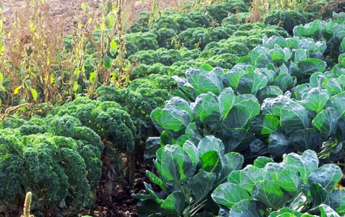 Feld mit verschiedenen Kohlsorten