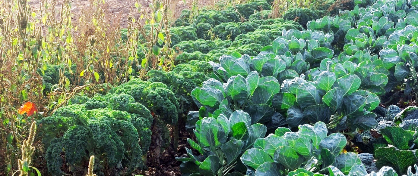 Feld mit verschiedenen Kohlsorten