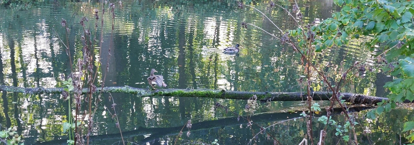Versteckte Vögel im Wasser